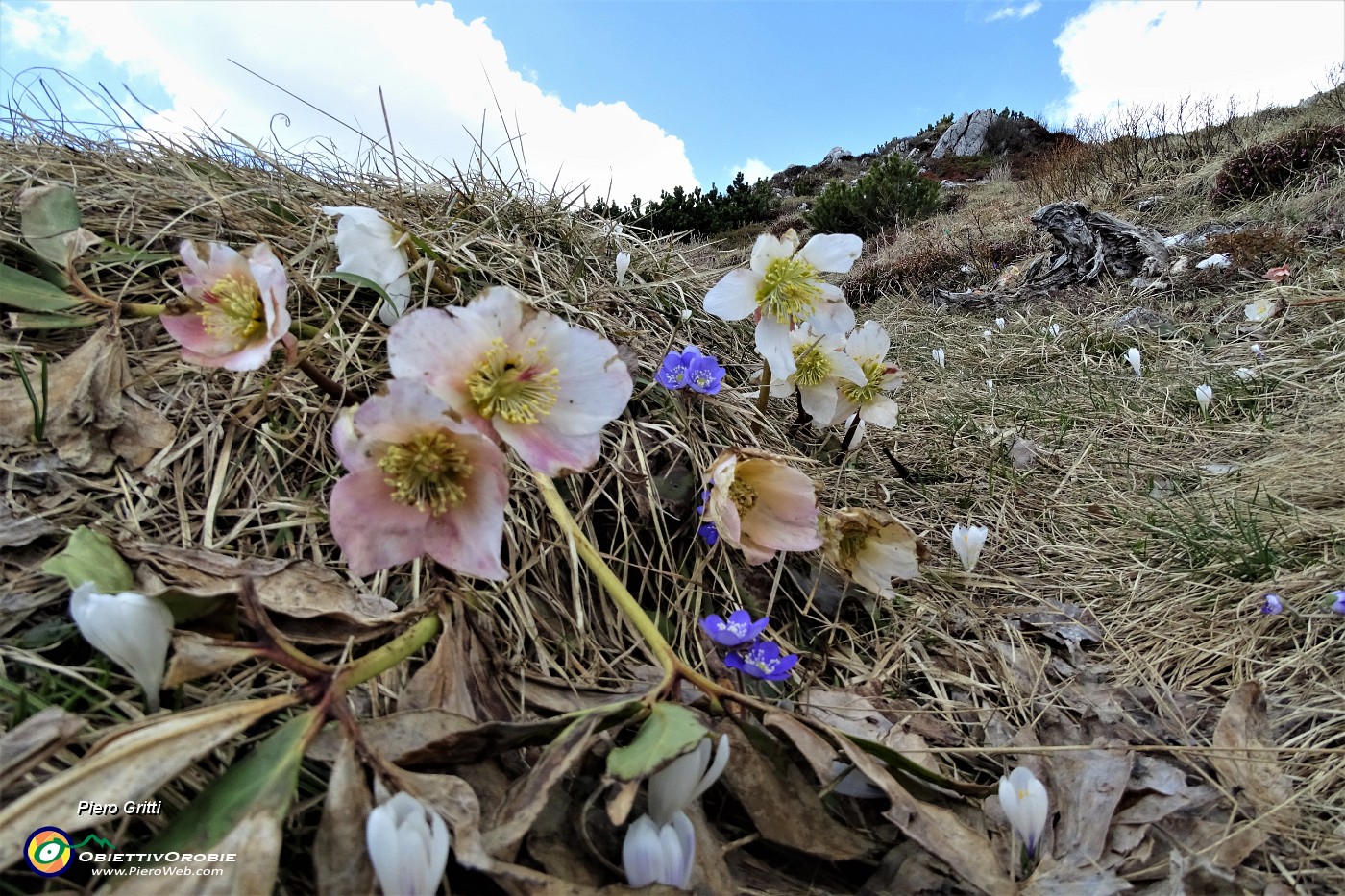 64 Ellebori in fiore.JPG